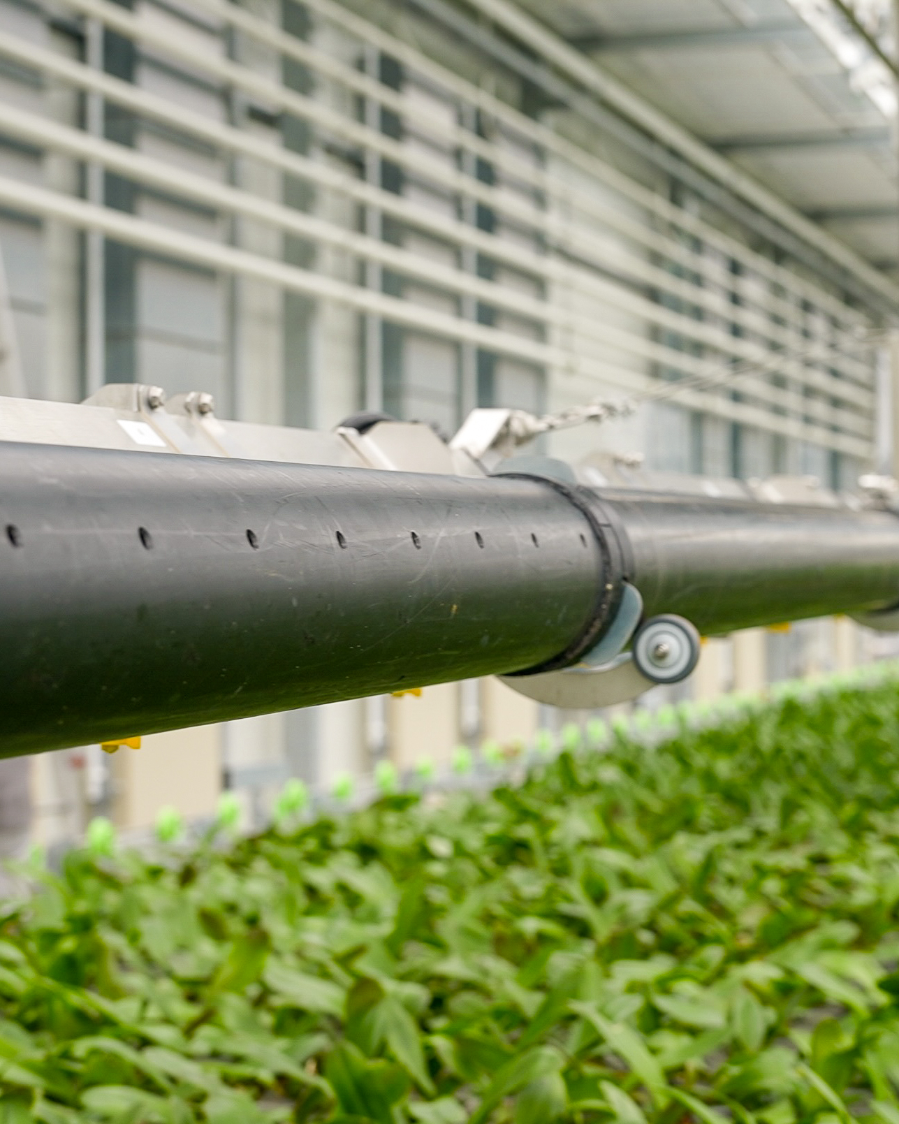 Gewasbescherming (IPM)