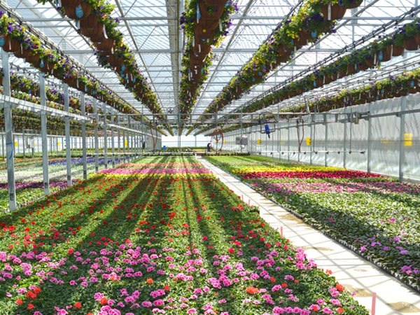 Plainview Growers kas